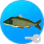 Реальная Рыбалка (ключ) icon