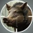 Animal Hunter: Caça ao Veado icon
