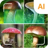 Identificatore di funghi icon