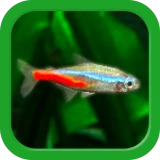 熱帯魚育成「ミニアクア」癒しのアクアリウム体験 icon