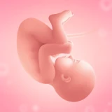 Suivi de Grossesse en Français icon