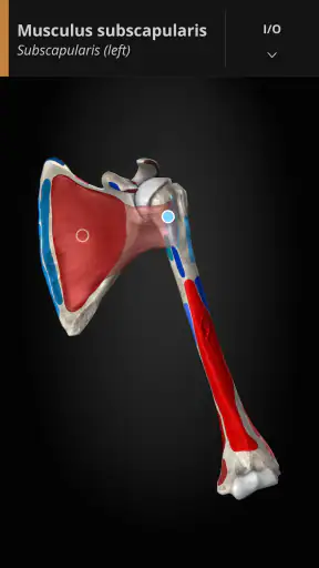 Anatomyka - 3D Anatomy Atlas screenshot 7