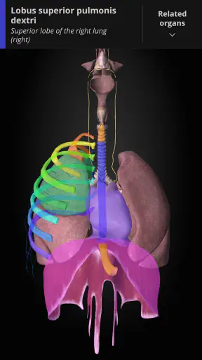 Anatomyka - 3D Anatomy Atlas screenshot 8