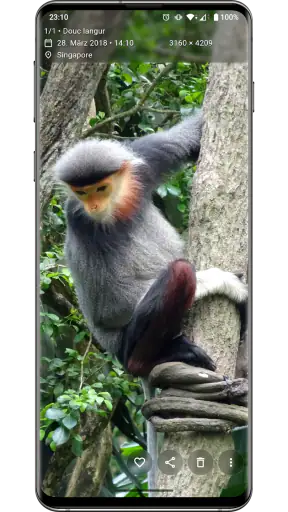 Aves Galerie screenshot 2