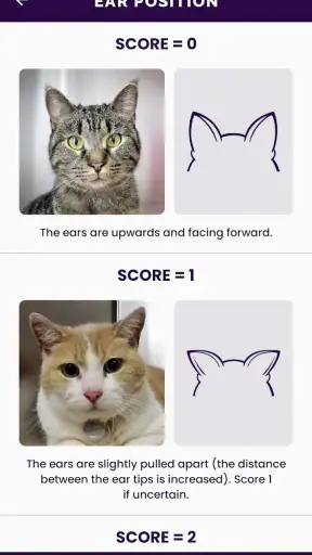 Feline Grimace Scale screenshot 2