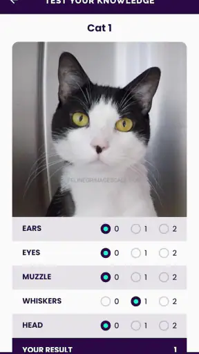 Feline Grimace Scale screenshot 3