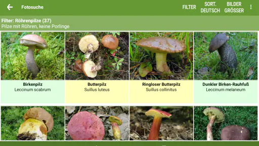 Meine Pilze (Pilzbestimmung) screenshot 10