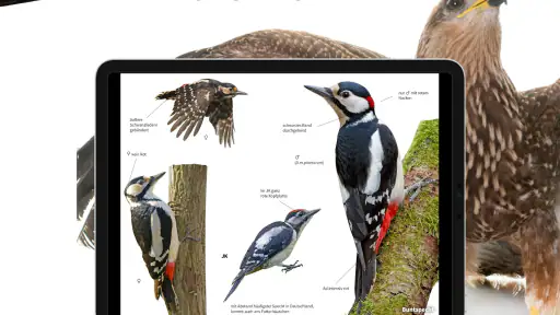 NABU Vogelwelt Vögel Bestimmen screenshot 10