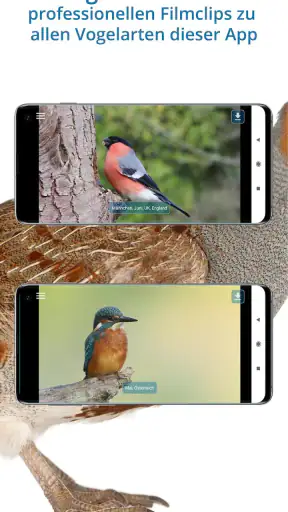 NABU Vogelwelt Vögel Bestimmen screenshot 4