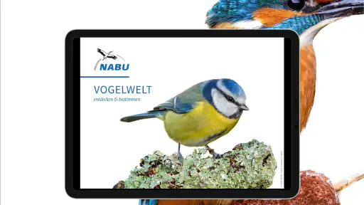 NABU Vogelwelt Vögel Bestimmen screenshot 9