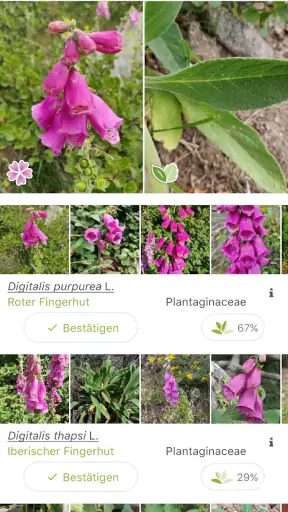 Pl@ntNet Pflanzenbestimmung screenshot 2