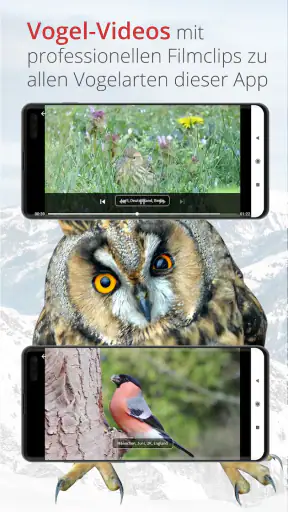 Vogelführer Birdlife Schweiz screenshot 6