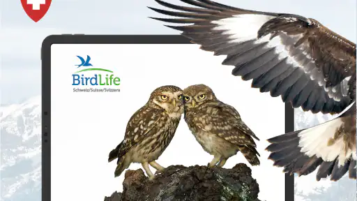 Vogelführer Birdlife Schweiz screenshot 9