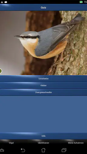 Vogelstimmen Id - Ruf + Gesang screenshot 10