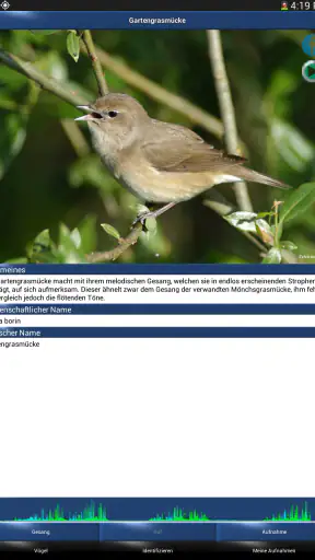 Vogelstimmen Id - Ruf + Gesang screenshot 12
