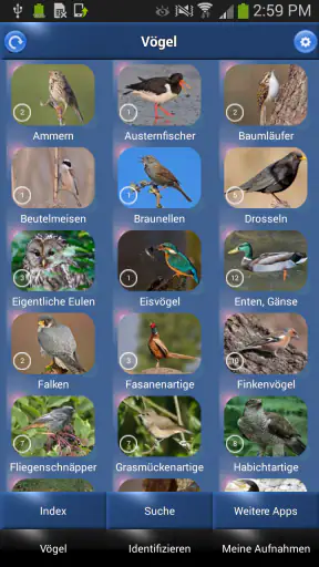Vogelstimmen Id - Ruf + Gesang screenshot 3