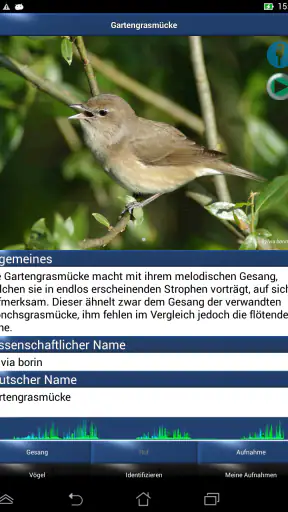 Vogelstimmen Id - Ruf + Gesang screenshot 7