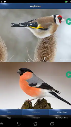 Vogelstimmen Id - Ruf + Gesang screenshot 9