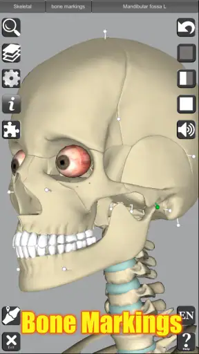 3D Anatomy screenshot 12