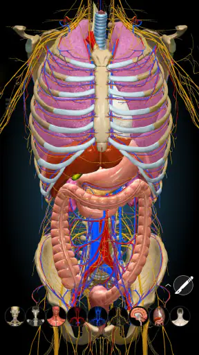 Anatomy Learning - 3D Anatomy screenshot 7