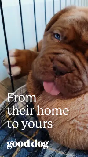 Good Dog: Find Your Puppy screenshot 7