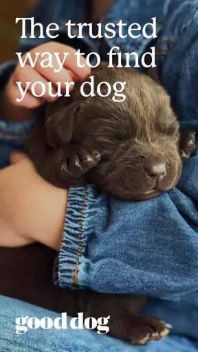 Good Dog: Find Your Puppy screenshot 8
