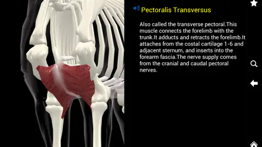 Horse Anatomy: Equine 3D screenshot 12