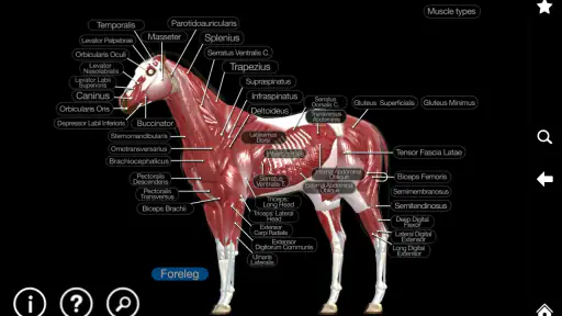 Horse Anatomy: Equine 3D screenshot 9