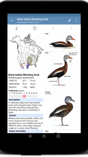 Sibley Birds 2nd Edition screenshot 11