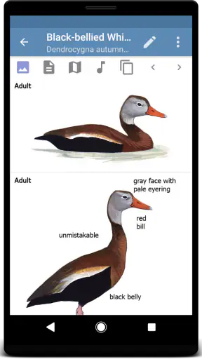 Sibley Birds 2nd Edition screenshot 3