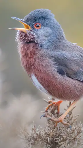Merlin Bird ID de Cornell Lab screenshot 2
