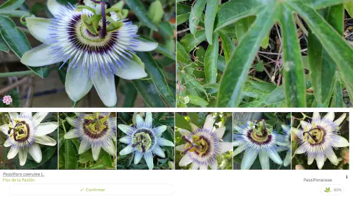 PlantNet Identifica Plantas screenshot 10