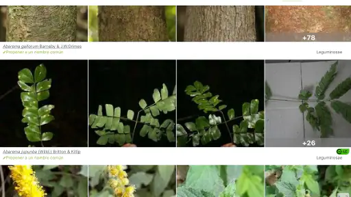PlantNet Identifica Plantas screenshot 11