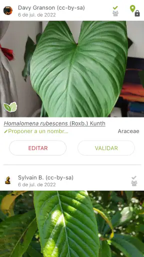 PlantNet Identifica Plantas screenshot 4