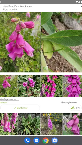 PlantNet Identifica Plantas screenshot 6