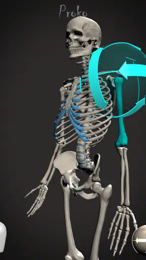 Skelly: Poseable Anatomy Model screenshot 12