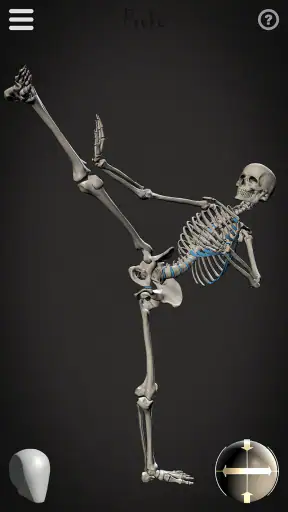 Skelly: Poseable Anatomy Model screenshot 3