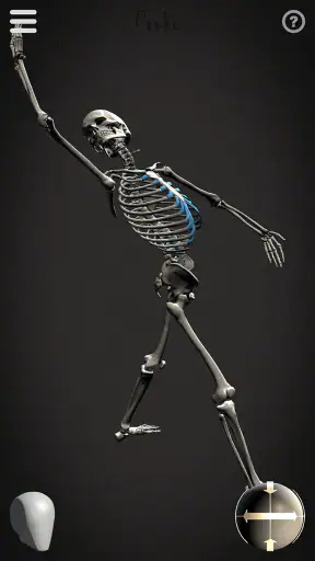 Skelly: Poseable Anatomy Model screenshot 6