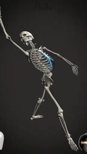 Skelly: Poseable Anatomy Model screenshot 9