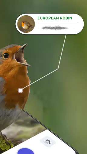 Bird Identifier: Chant Oiseaux screenshot 2