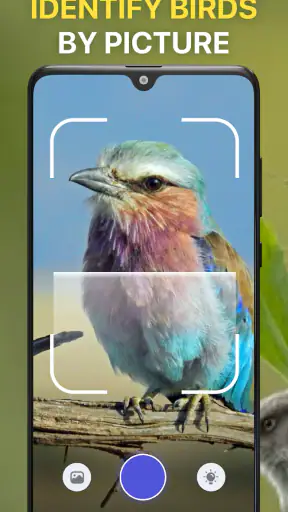Bird Identifier: Chant Oiseaux screenshot 3