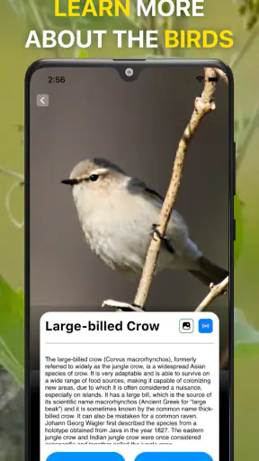 Bird Identifier: Chant Oiseaux screenshot 4