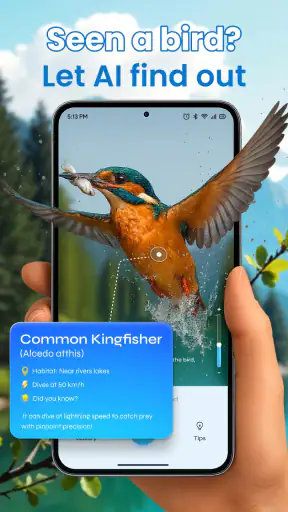 Identification des oiseaux screenshot 11