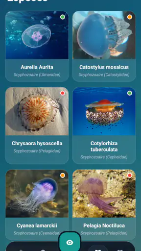 Meduseo screenshot 4