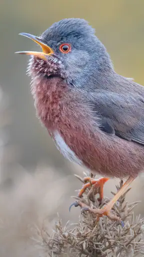 Merlin Bird ID par Cornell Lab screenshot 2
