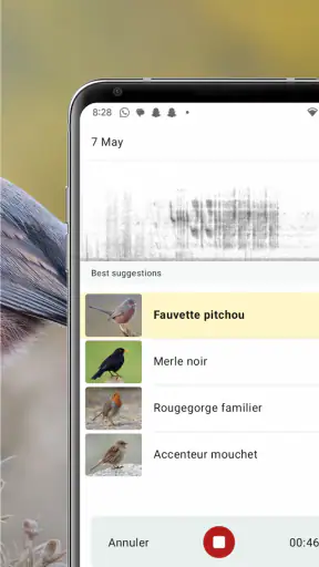 Merlin Bird ID par Cornell Lab screenshot 3