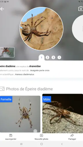 Picture Insect - Insectes ID screenshot 12