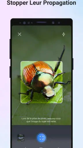 Picture Insect - Insectes ID screenshot 4