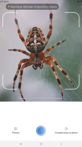 Picture Insect - Insectes ID screenshot 7