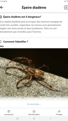 Picture Insect - Insectes ID screenshot 9